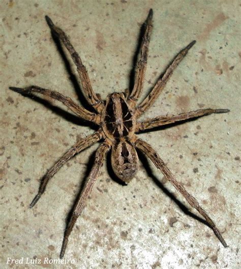 Lycosa tarantula | Project Noah