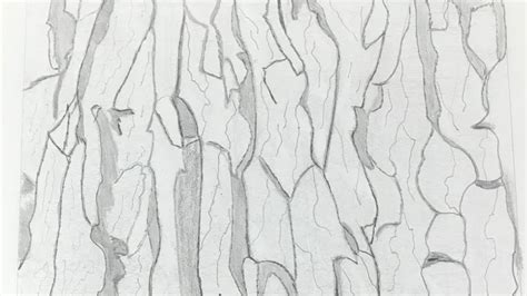 Tree Bark Texture Drawing - pic-spatula