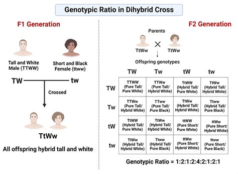 Trihybrid Cross Punnett Square