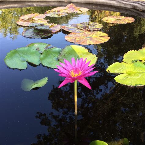 Freshwater Pond Plants