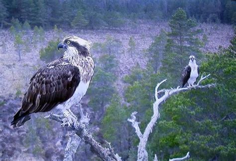 Bird Life, Scenery and The Ospreys - RSPB Loch Garten, Boat of Garten Traveller Reviews ...