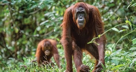 Explore the Forests in Borneo – Douglas & Francis