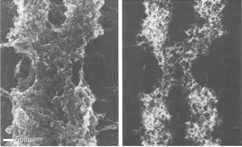 Imaging of DNA in human and plant chromosomes by high-resolution scanning electron microscopy ...