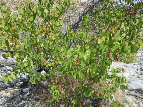 Vegetation Around Las Vegas, California Redbud (Cercis orbiculata)