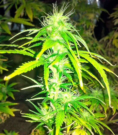 Discussion AK-48 Regular (Nirvana Seeds) - Herbies