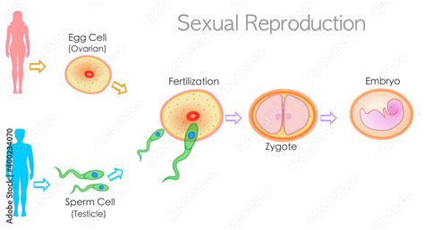 Stockvector Sexual reproduction stages, steps, levels. Fertilization ...