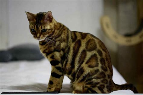 Bengal Cat Size Compared To Domestic Cat