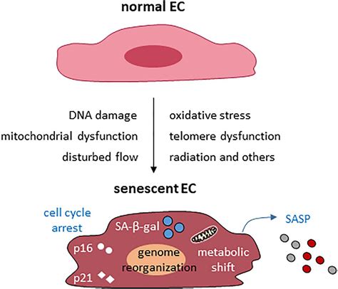 Frontiers | Vascular Endothelial Senescence: Pathobiological Insights ...