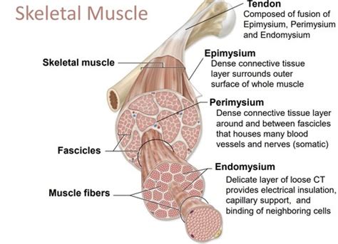 A&P Exam 4- Muscle Metabolism and Tension, Skeletal Muscle Contraction, Skeletal Muscular System ...