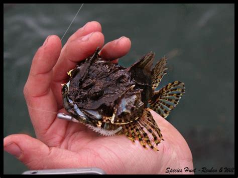 Scorpion Fish UK: How to Catch Them | mevagissey.co.uk