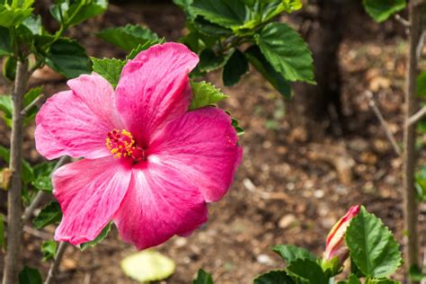 Free Images : nature, outdoor, blossom, white, flower, petal, bloom ...