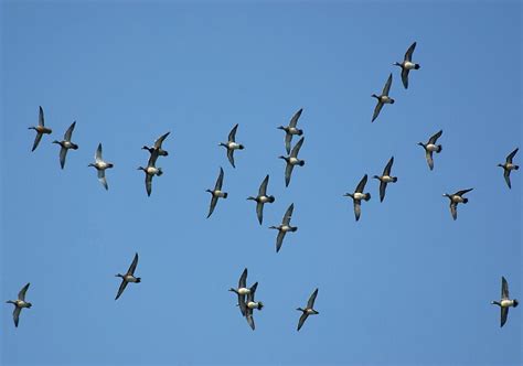 4 Ways to Miss More Ducks and Geese - The Shooter's Log