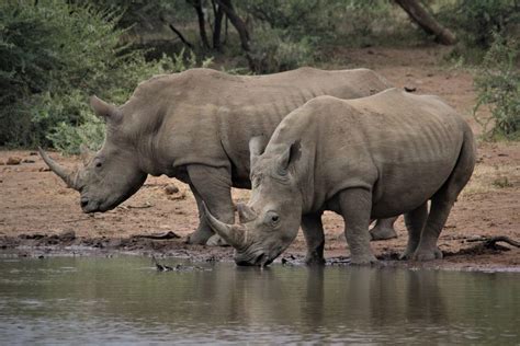 How to support Rhino conservation in five easy steps