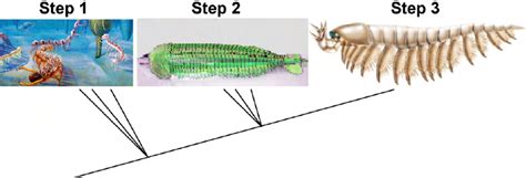 Simplified scheme to emphasize the progressive evolution of arthropod... | Download Scientific ...