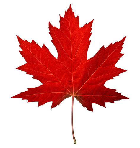 Red Maple Leaf Drawing by Li Mei - Pixels