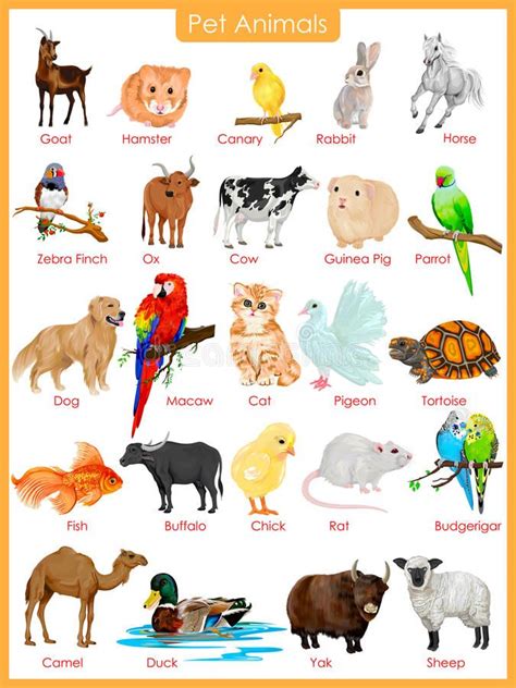 Chart of pet animals stock illustration | Animal pictures for kids ...