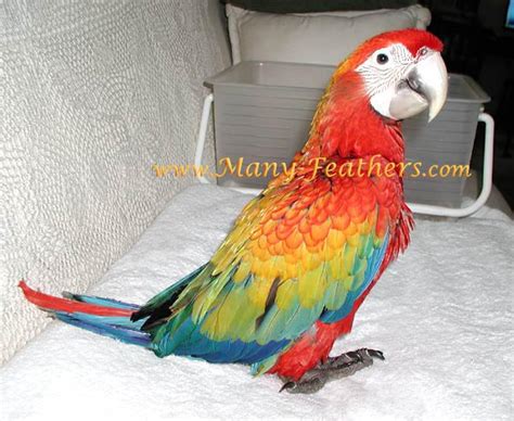 flame macaw pics