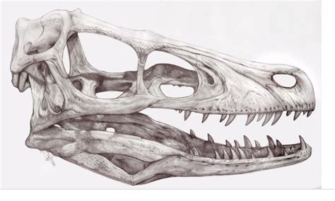 Velociraptor Tattoo Drawings, Cool Drawings, Art Tattoo, Animal ...