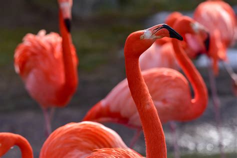 Caribbean Flamingo | The Maryland Zoo