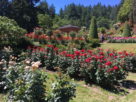 Washington Park Rose Garden, Oregon, turns 100 - GardenDrum