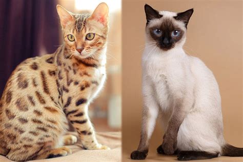 siamese mix cat traits - Jolene Arevalo