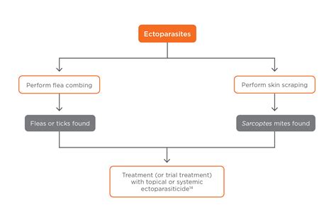 Algorithmic Approach: Diagnosis and Treatment of Pruritus in Dogs | Today's Veterinary Practice