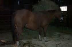 foaling signs in horses