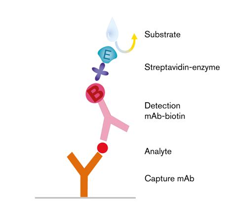 The ELISA Assay Principle