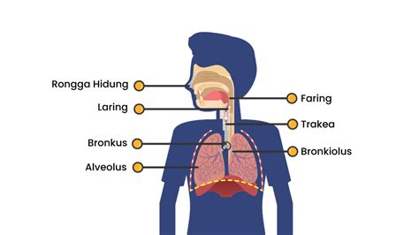 Gambarlah saluran respirasi pada manusia dan jelas...