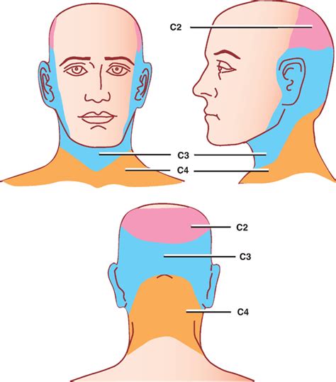 nerve root muscle innervation chart