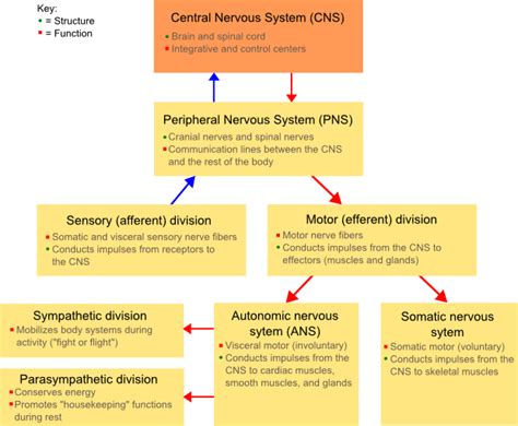 Somatic Nervous System | Athlepedia, The Athletics Wiki | Fandom