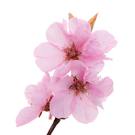 Royalty Free Peach Blossom Pictures, Images and Stock Photos - iStock