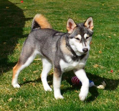 German Shepherd Husky Mix - An Ultimate Guide - PetDT