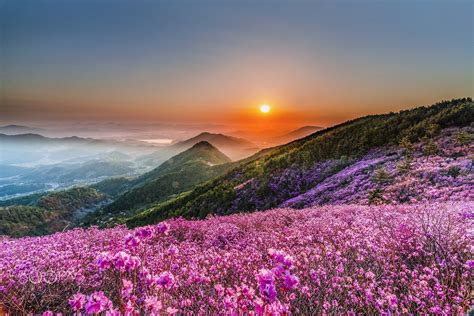 Wildflower Sunset Wallpapers - Wallpaper Cave