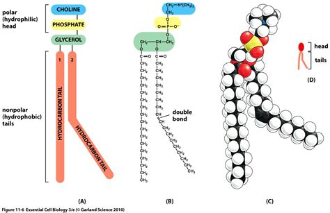 Glycerofosfolipider