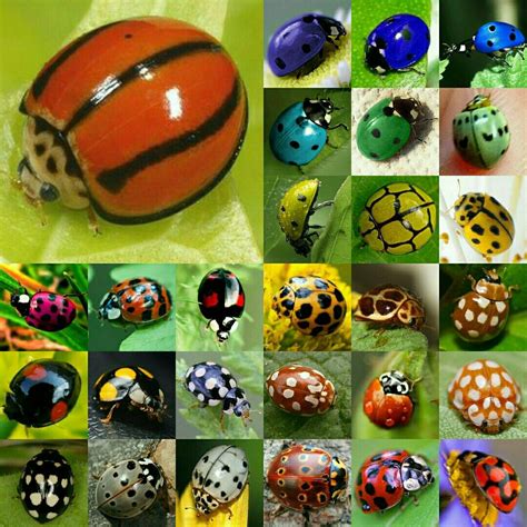 I had no idea there are this many different ladybug patterns and ...