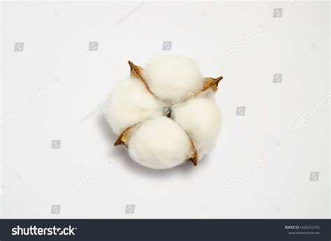 Cotton Plant Flower Isolated On Gray Stock Photo 1636252762 | Shutterstock