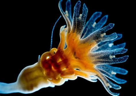 Birth of a jellyfish: Why blooms are on the increase in the Mediterranean - Oceanographic ...