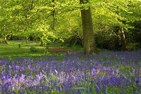 Best places to see bluebells in spring | Beautiful gardens, Bluebells, Places to see