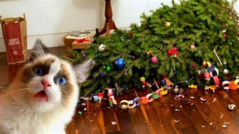 Funny Cats Love Christmas Trees Compilation NEW - YouTube