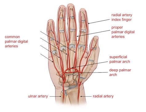 Wrist Hand Anatomy