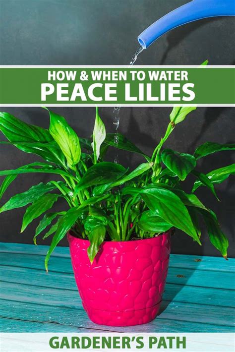 How to Water Peace Lily Houseplants | Gardener’s Path