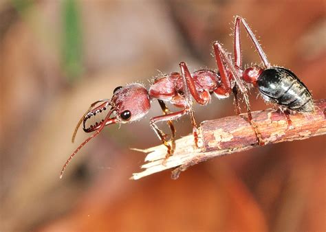 Giant Brown Bull Ant - Myrmecia pyriformis or Myrmecia brevinoda