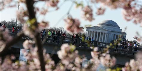 Cherry Blossom 10 Mile Run | Runner's World