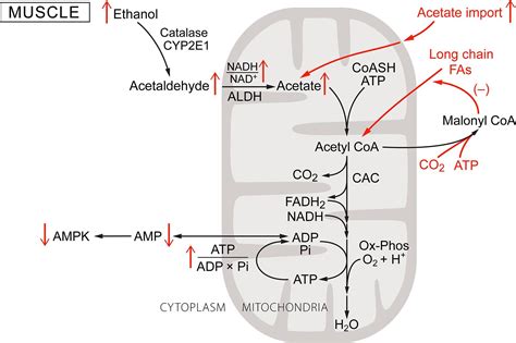 29.10: Ethanol metabolism- The good, the bad, and the ugly - Biology ...