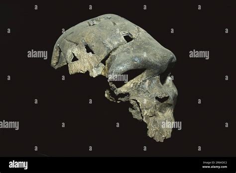 Skull, National Museum, Addis Ababa (Homo rhodesiensis), Ethiopia Stock Photo - Alamy