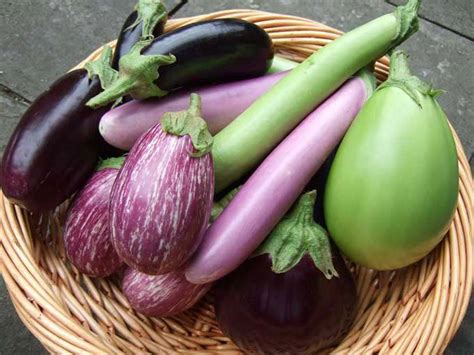 Top Varieties of Brinjal Grown in India