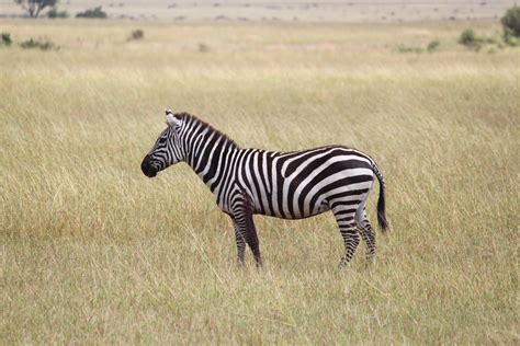 Immagini Belle : natura selvaggia, prateria, avventura, animale ...