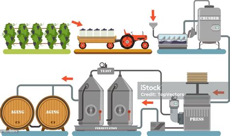 Proses Produksi Anggur Peralatan Pembuatan Minuman Beralkohol Panen ...