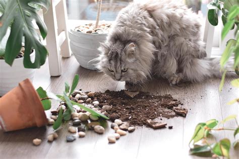 10+ Top Cat Repellent Plants to Keep Cats Out of Garden & Houseplants